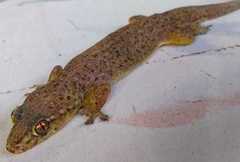 Gehyra mutilata