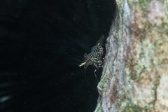 Rhynchocinetes serratus