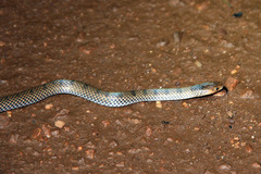 Aparallactus lunulatus