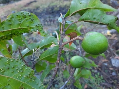 Elaeocarpus lanceifolius