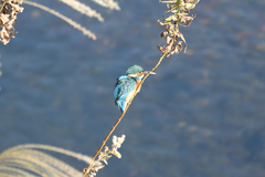 Alcedo atthis