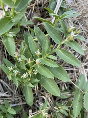 Lobelia concolor