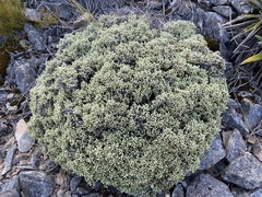 Helichrysum plumeum