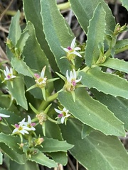 Lobelia concolor