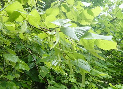 Common Lime