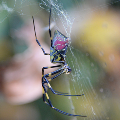 Trichonephila clavata