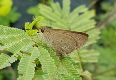 Suastus gremius