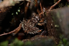 Limnonectes palavanensis