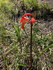 Cyrtanthus angustifolius