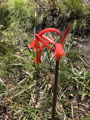 Cyrtanthus angustifolius