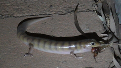 Eremiascincus richardsonii