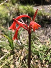 Cyrtanthus angustifolius