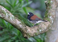 Spermestes bicolor nigriceps