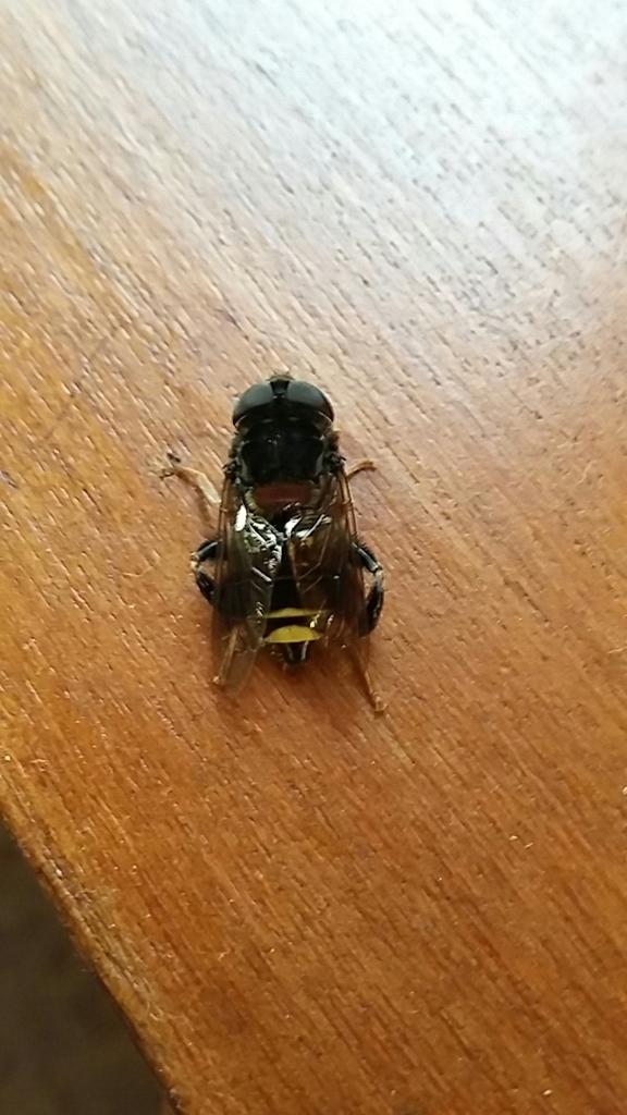 Palpada pygolampa