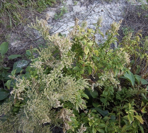 Juba's Bush