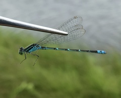 Paracercion hieroglyphicum