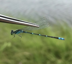 Paracercion hieroglyphicum