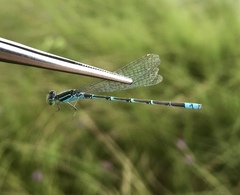 Paracercion hieroglyphicum