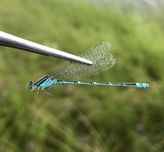 Paracercion hieroglyphicum