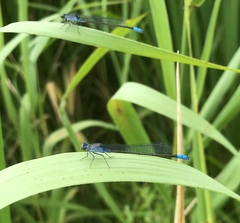 Paracercion calamorum calamorum