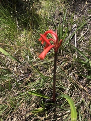 Cyrtanthus angustifolius