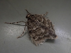 Operophtera relegata