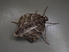 Operophtera relegata