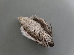 Operophtera relegata