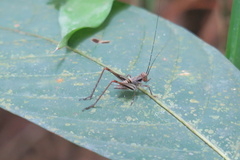 Nisitrus