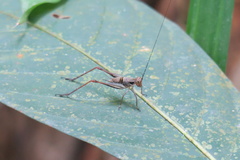 Nisitrus