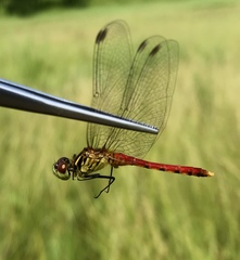 Sympetrum kunckeli