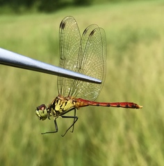 Sympetrum kunckeli