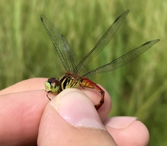 Sympetrum kunckeli