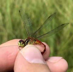 Sympetrum kunckeli