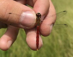 Sympetrum kunckeli