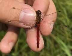 Sympetrum kunckeli