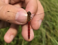 Sympetrum kunckeli