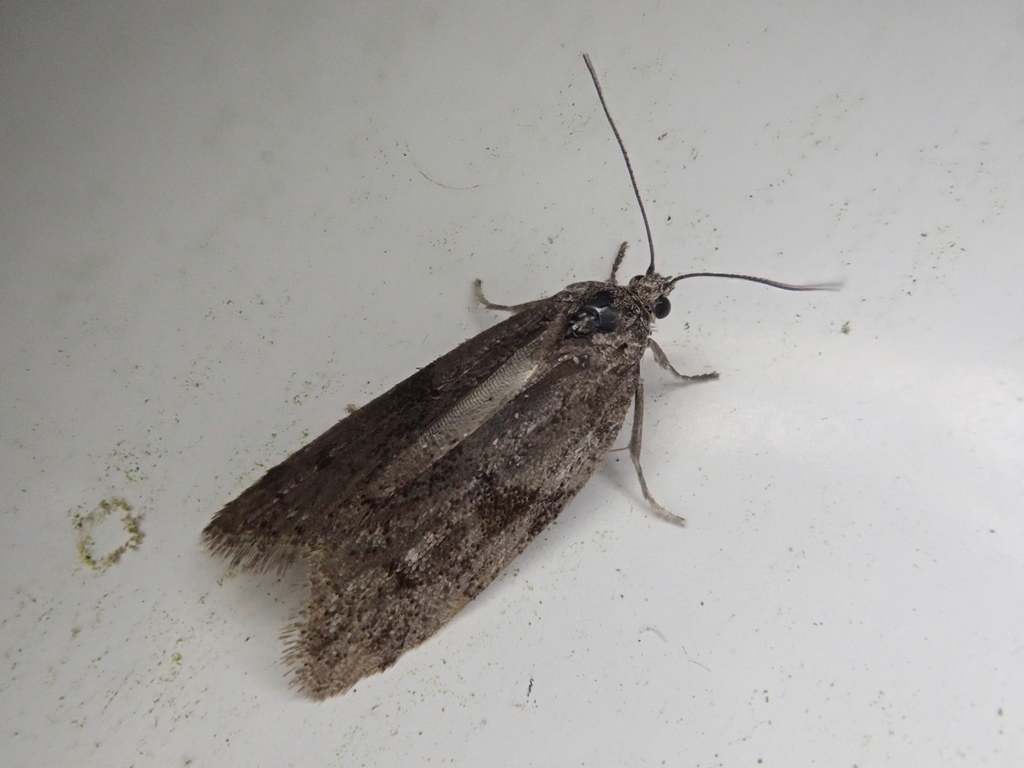 Kawabeia nigricolor