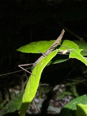 Candovia granulosa
