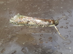 Eriocottis paradoxella