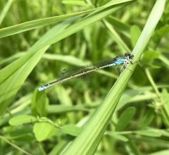 Paracercion calamorum calamorum