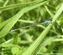 Paracercion calamorum calamorum