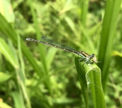 Paracercion calamorum calamorum