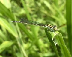 Paracercion calamorum calamorum