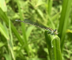 Paracercion calamorum calamorum
