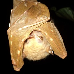 Philippine Tube-Nosed Fruit Bat photo 2