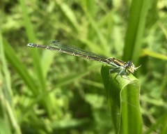 Paracercion calamorum calamorum