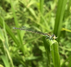 Paracercion calamorum calamorum