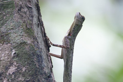 Draco blanfordii