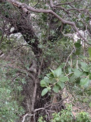 Mimusops obtusifolia